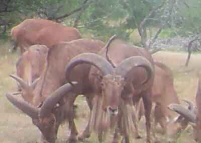 Aoudad