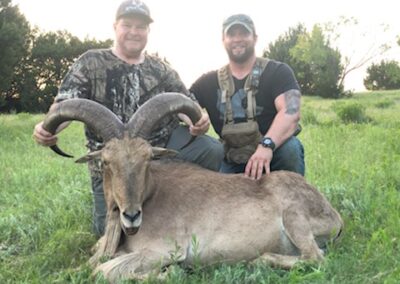 Aoudad Hunt