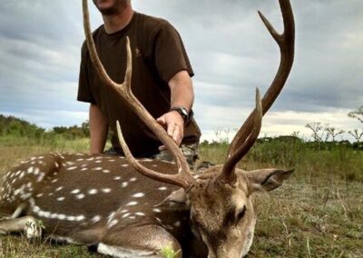 Axis Buck Harvest