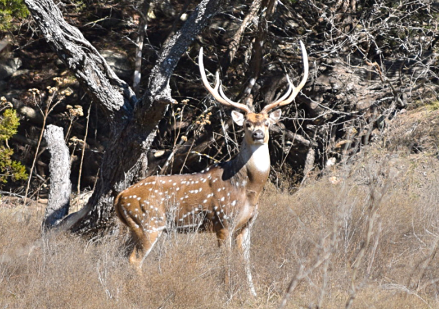 Axis Deer Hunting