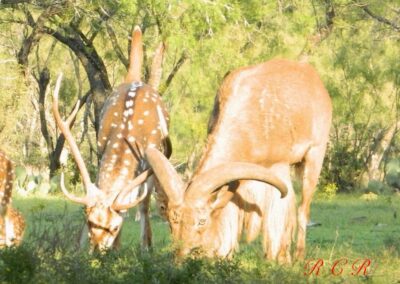 Axis and Aoudad