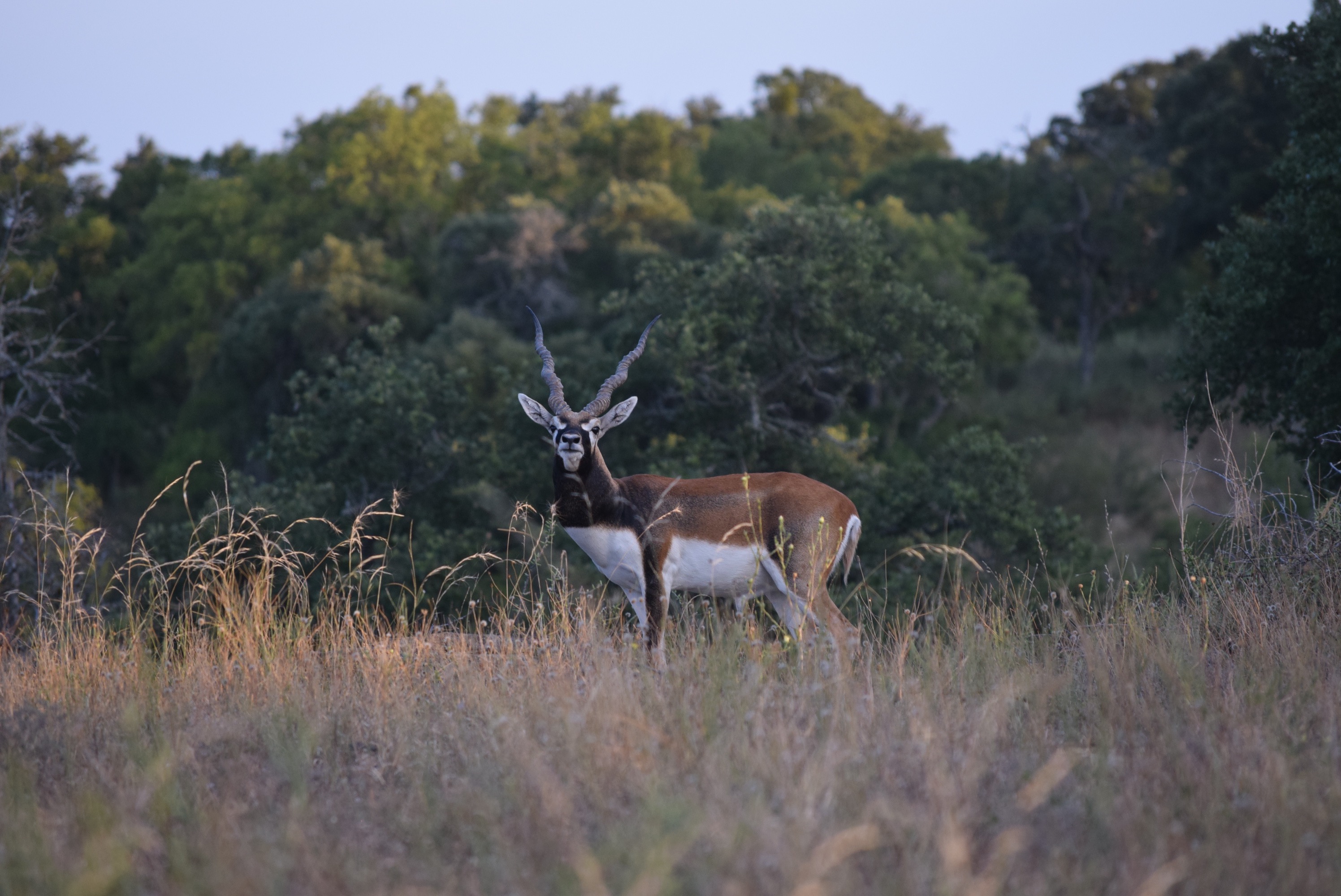 Mature Blackbuck Antelope