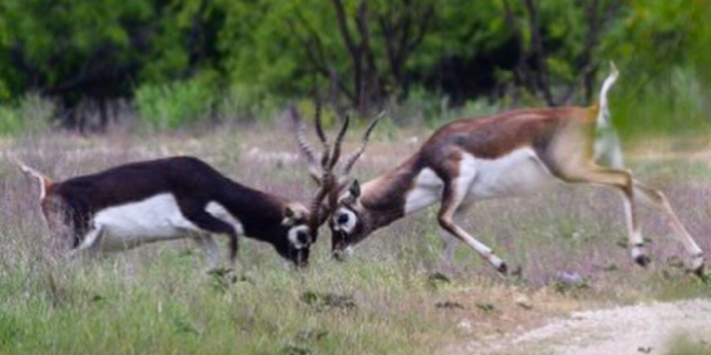 Blackbuck Antelope Fight