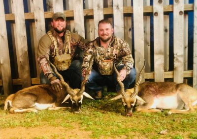 Blackbuck Antelope Harvest