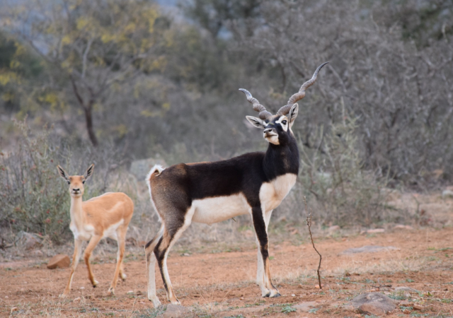 Blackbuck Antelope Hunting