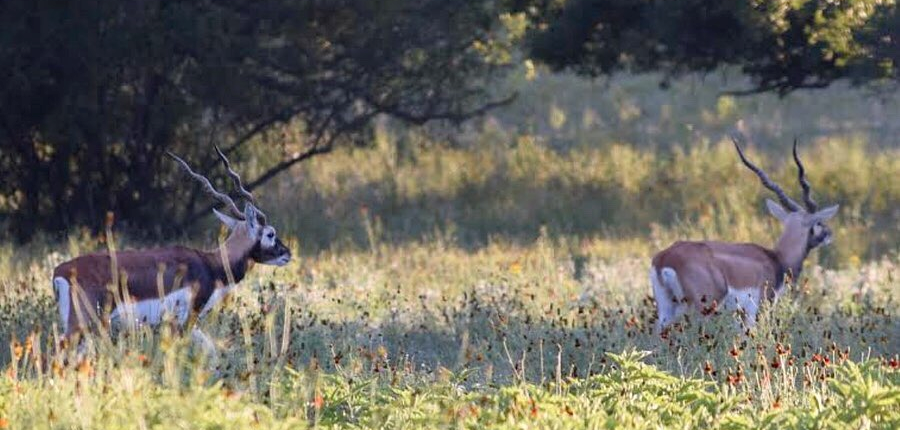 Blackbuck Antelope