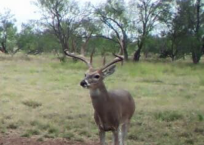 Central Texas Deer