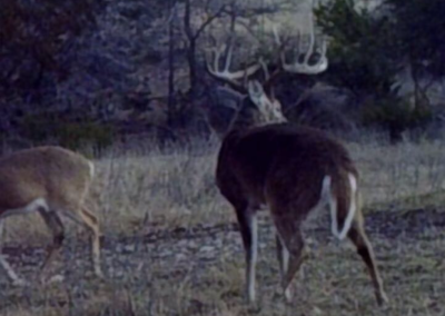 Central Texas Whitetail