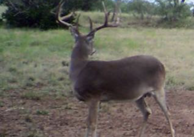 Central Texas Whitetail Deer