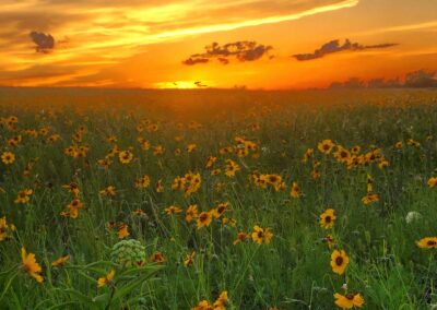 Field of Flowers