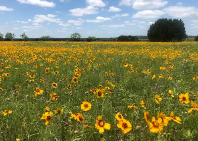 Field of Flowers Day