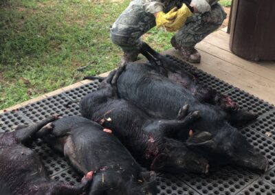 Hog Hunting