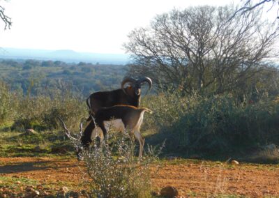 Red Sheep and Black Buck