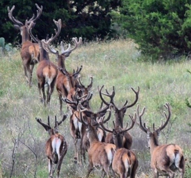 Red Stag Herd