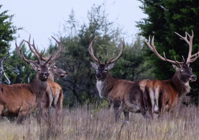 Red Stag Hunting