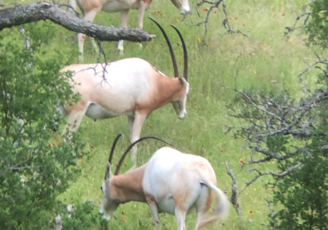 Scimitar Horned Oryx Hunting