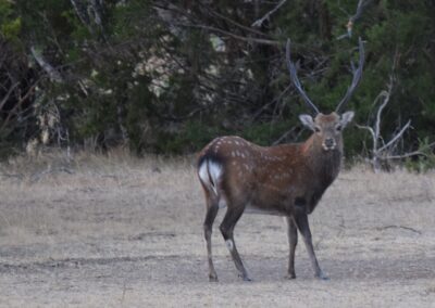 Sika at Rock Creek Ranch