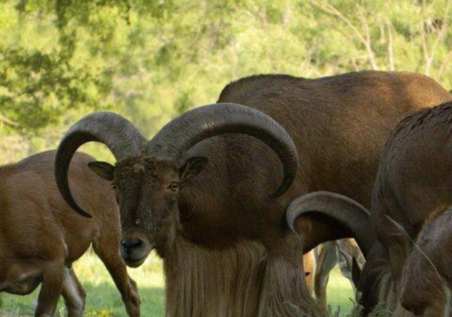 Aoudad Hunting Information