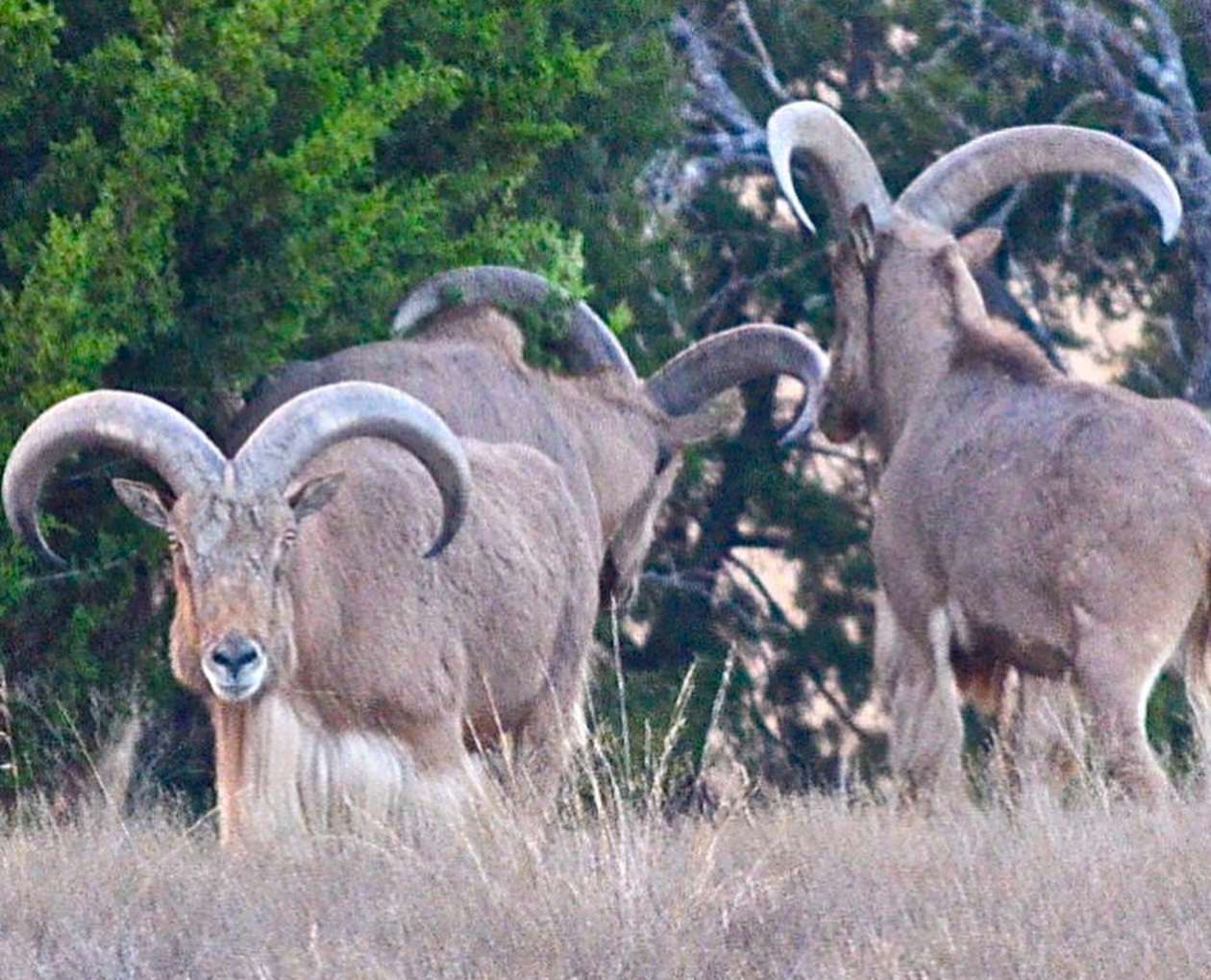 Aoudad Sheep