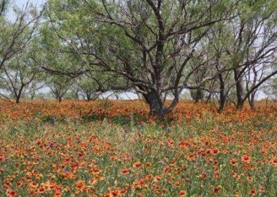 TX Field of Flowers