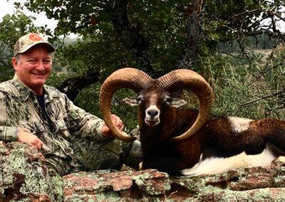 Texas Red Sheep Harvest