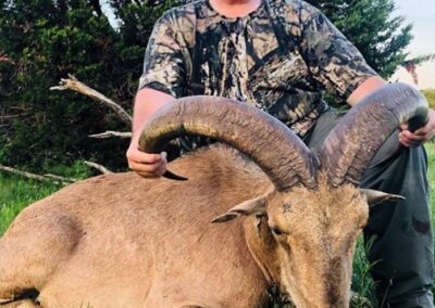 Texas Aoudad Harvest