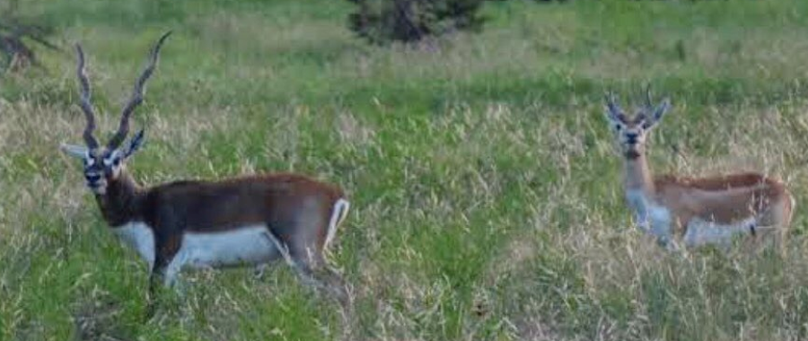 Texas Blackbuck Antleope