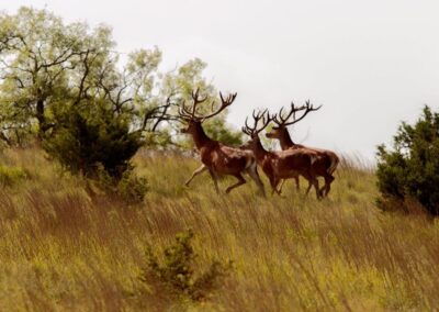 Texas Red Stag Herd