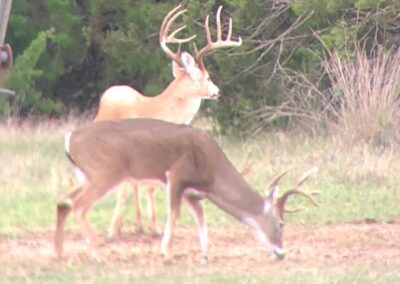 Texas Whitetail