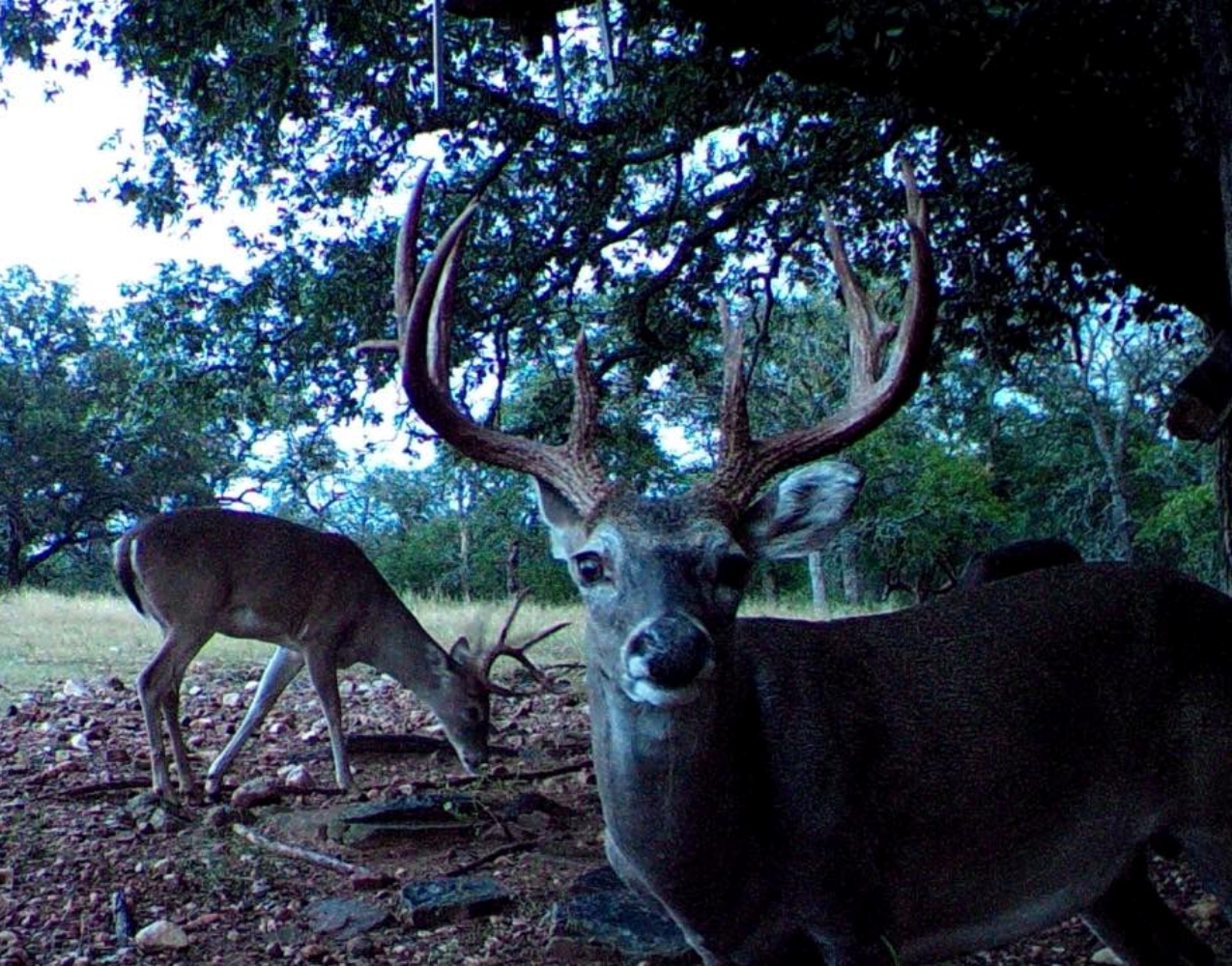 Texas Whitetail Deer Hunting