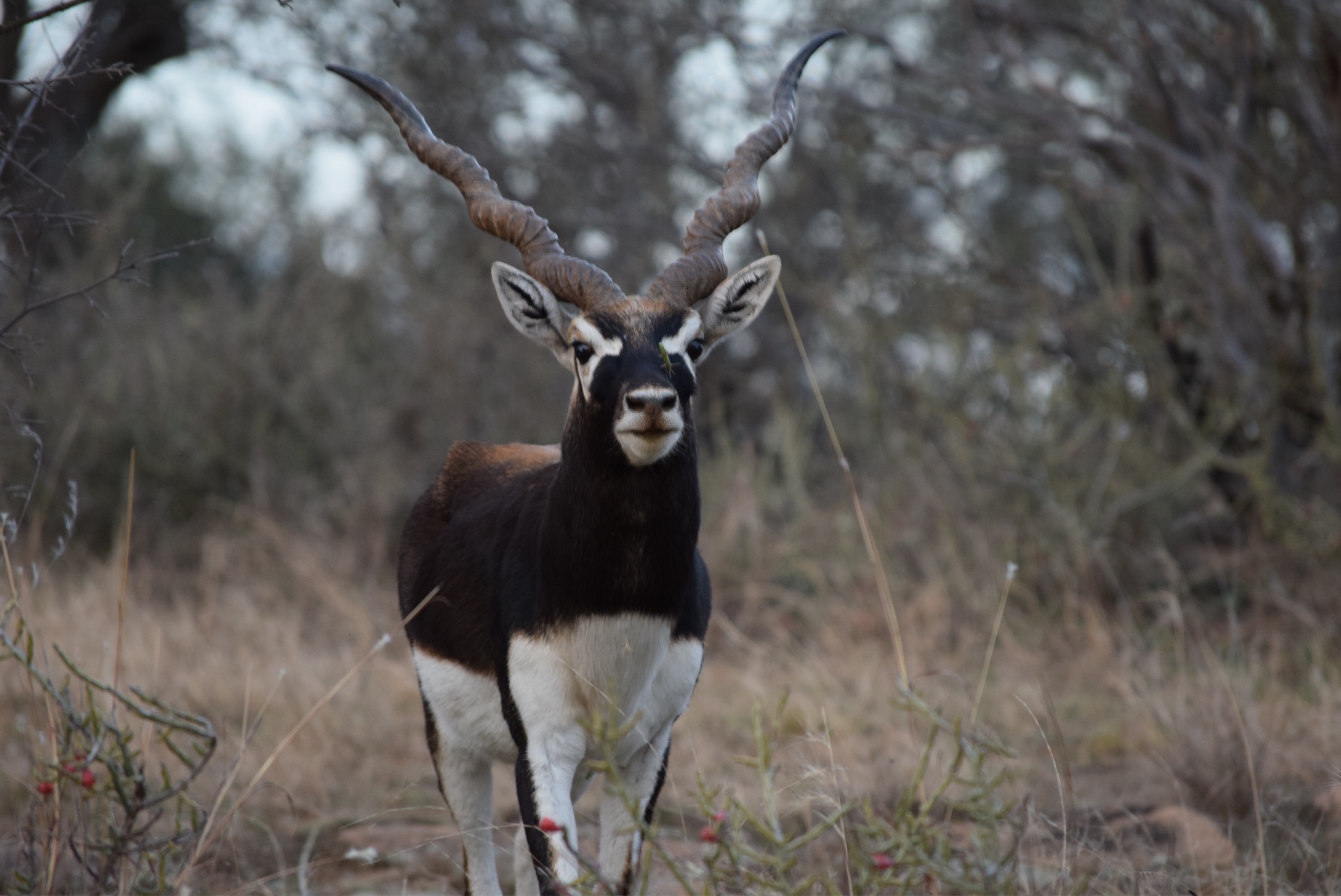 Trophy Blackbuck Antelope