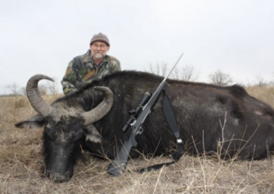 Water Buffalo Harvest