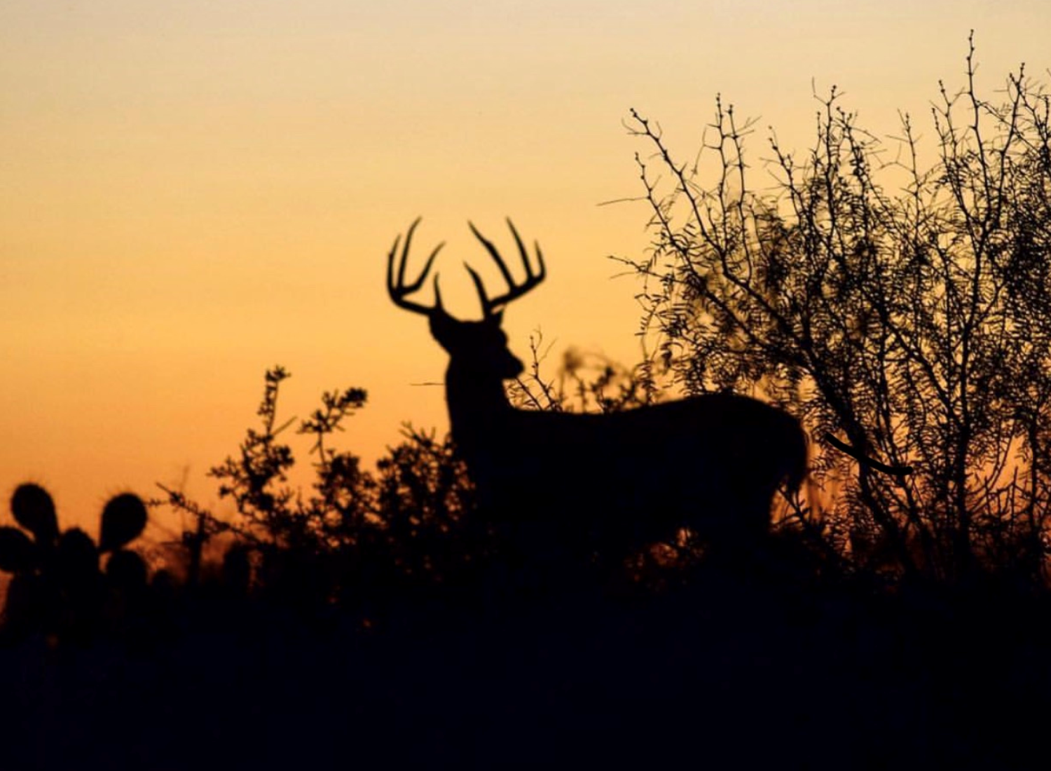 Whitetail Deer Sunset