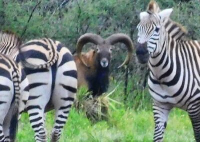 Zebra and Red Sheep