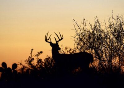 whitetail sunset