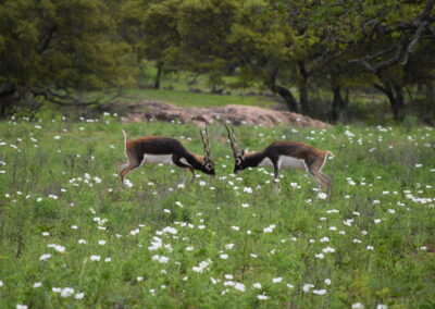 Blackbuck Fighting TX