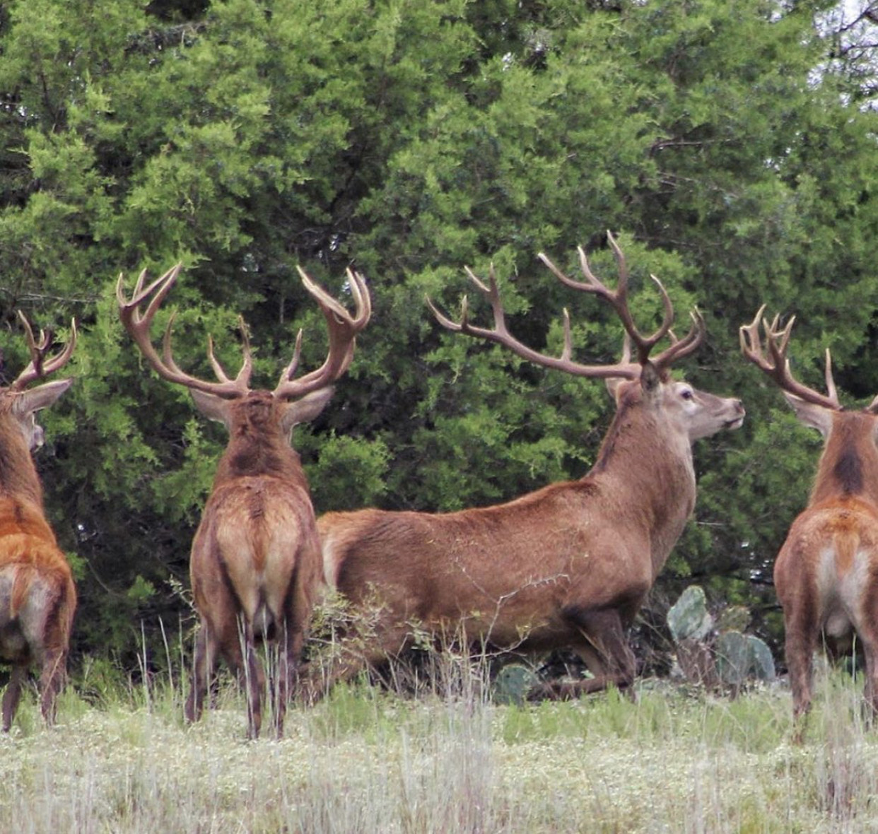 Texas Red Stag Hunt