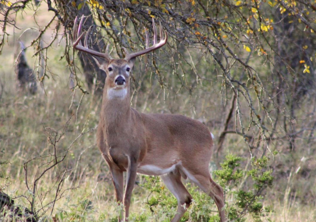 Central Texas Deer Hunting