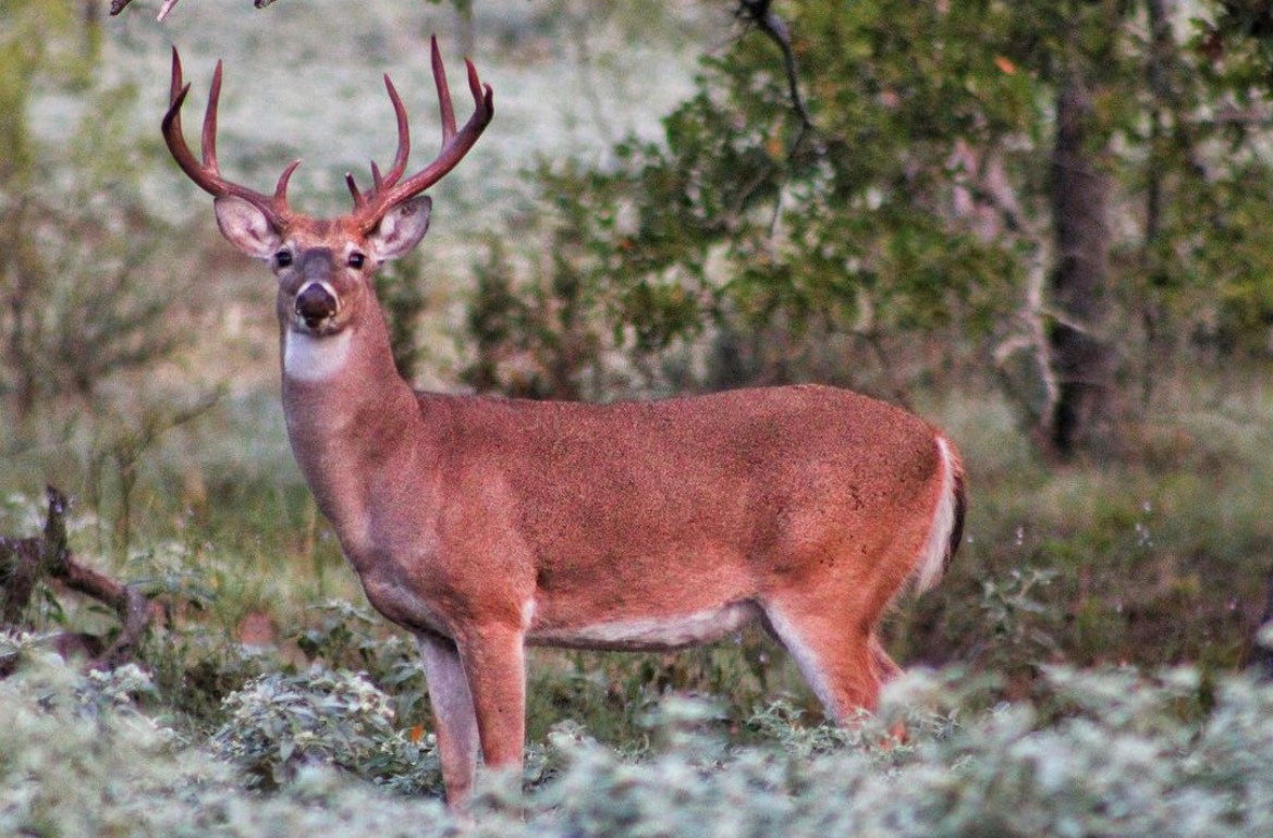 Central Texas Whitetail Deer Hunt