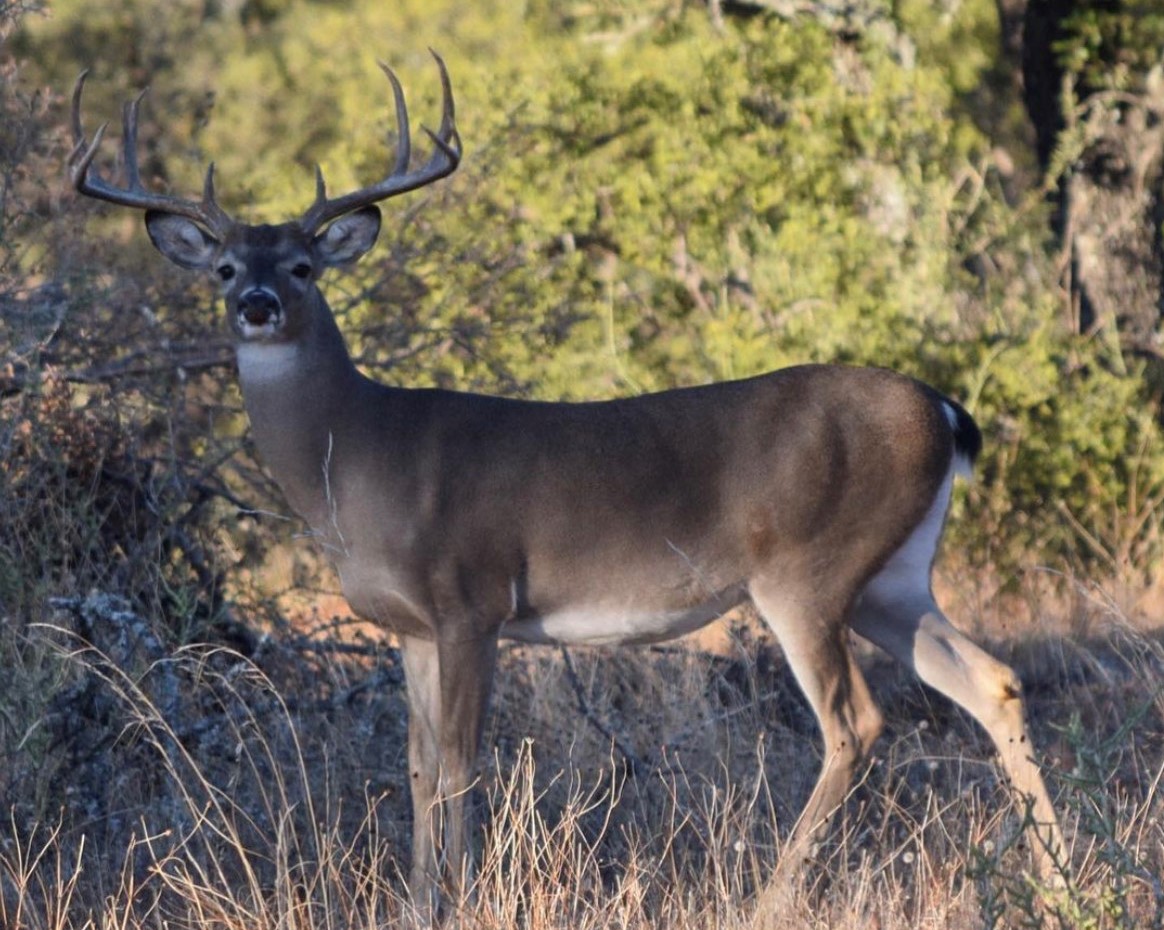 Central Texas Deer Hunt