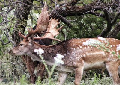 Fallow Deer Hunt in Central Texas