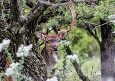 Fallow Deer Hunt in Texas