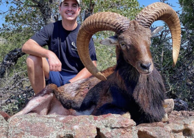 Texas Red Sheep Hunt