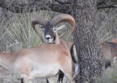 TX Red Sheep Hunt