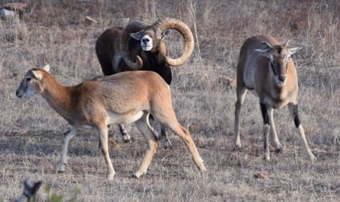 Texas Red Sheep Hunt