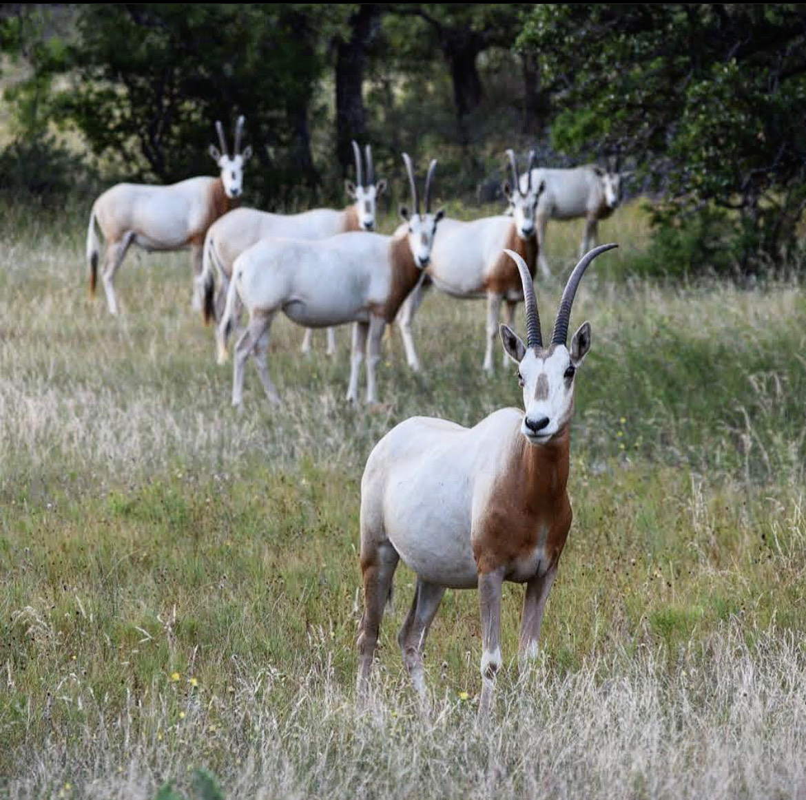 Scimitar Horned Oryx Texas