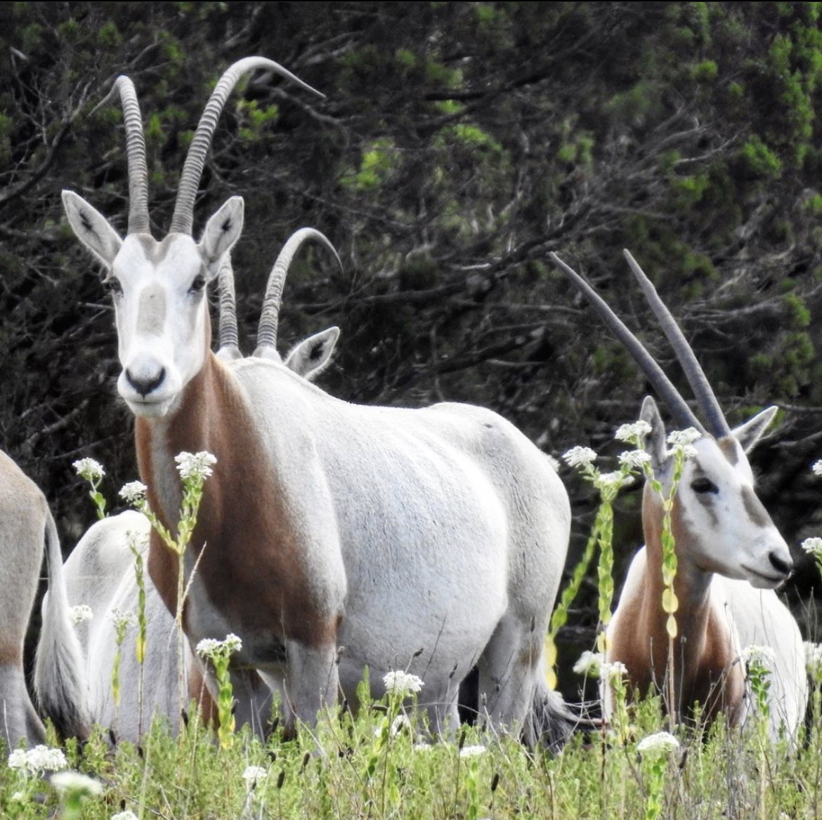 Texas Scimitar Horned Oryx