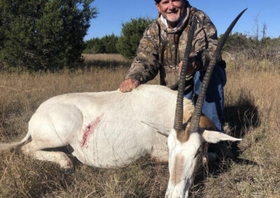 Texas Scimitar Horned Oryx Hunt