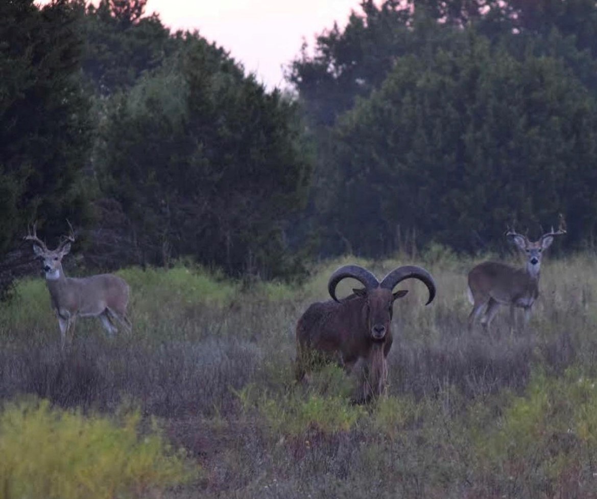 Aoudad Sheep Hunting