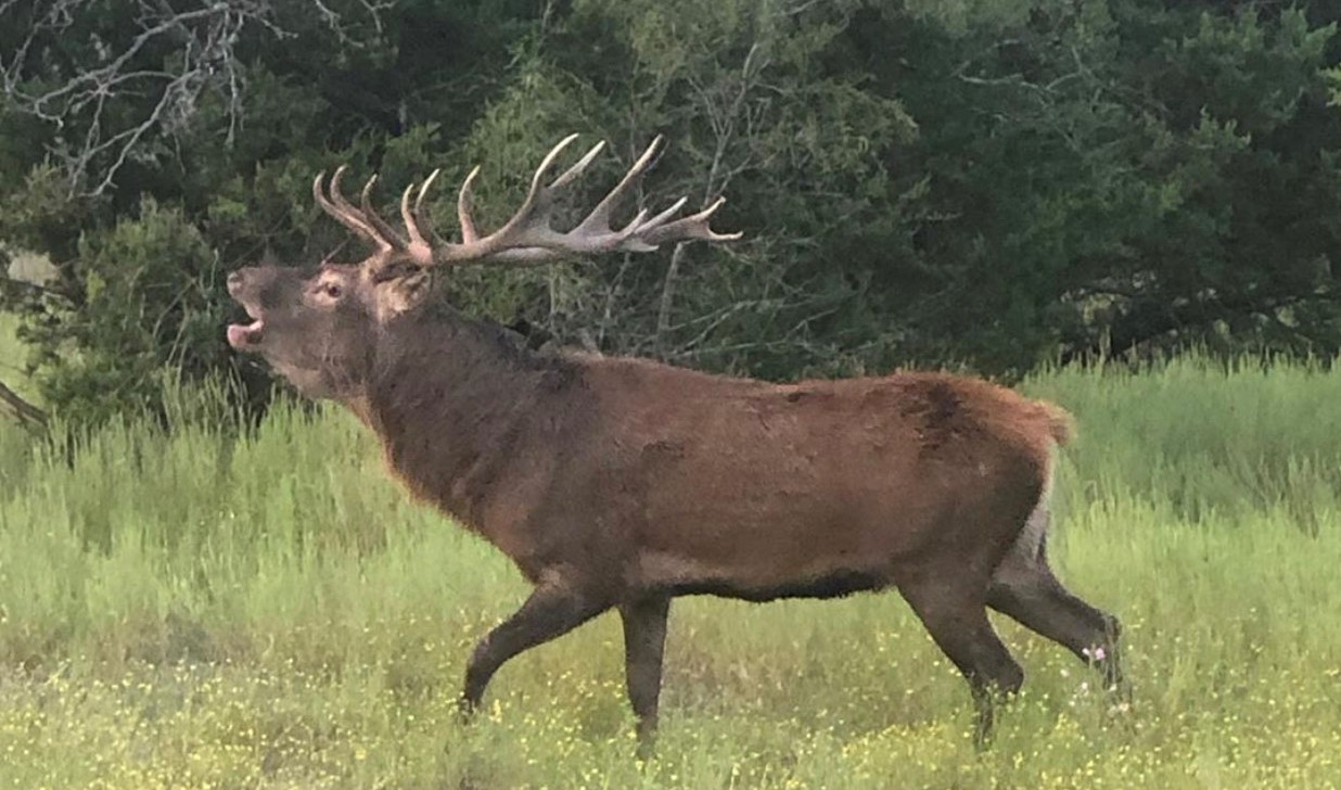 Central Texas Red Stag Hunt